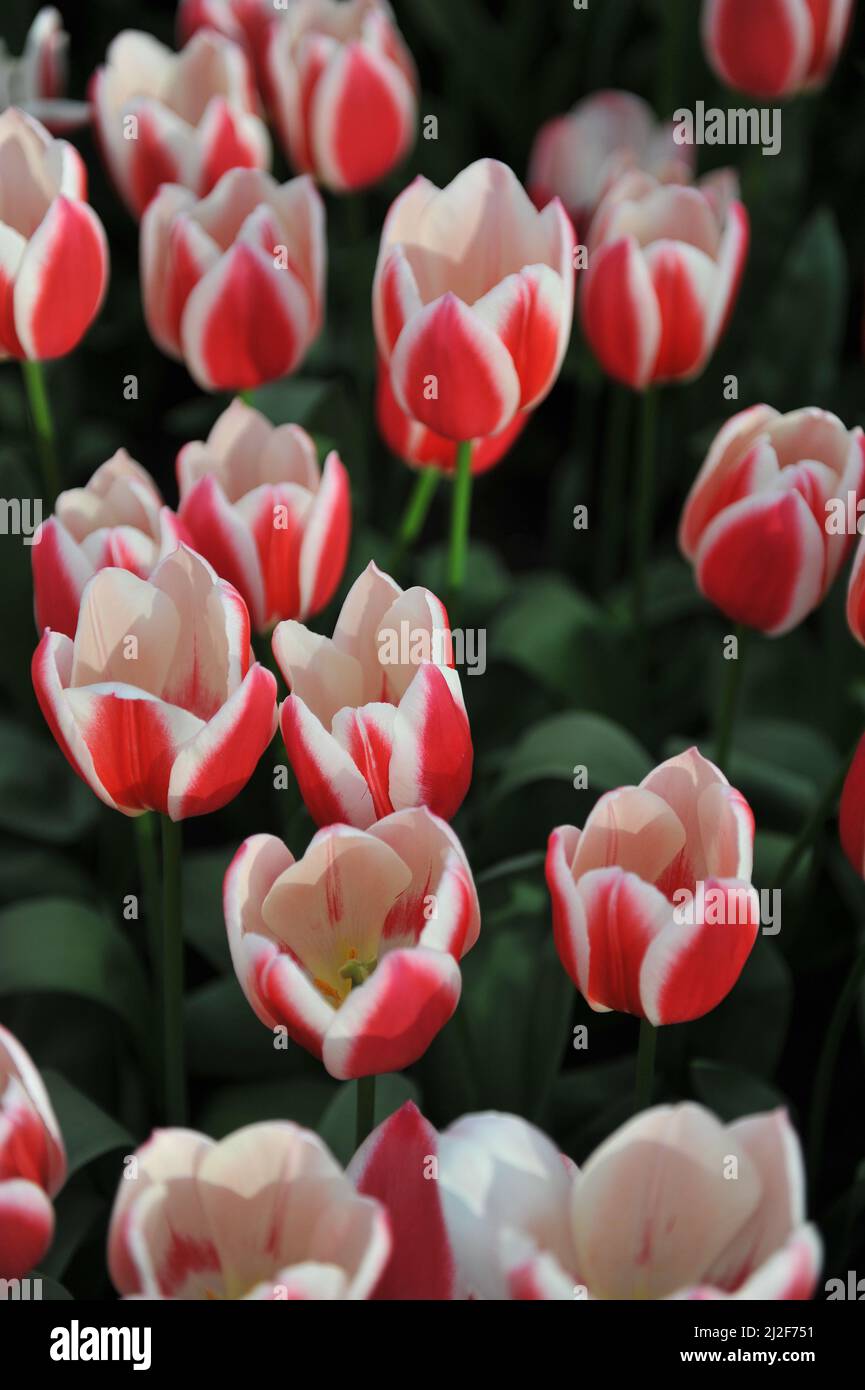 Rot und weiß Darwin Hybride Tulpen (Tulipa) Candy Apple Delight blühen im März in einem Garten Stockfoto