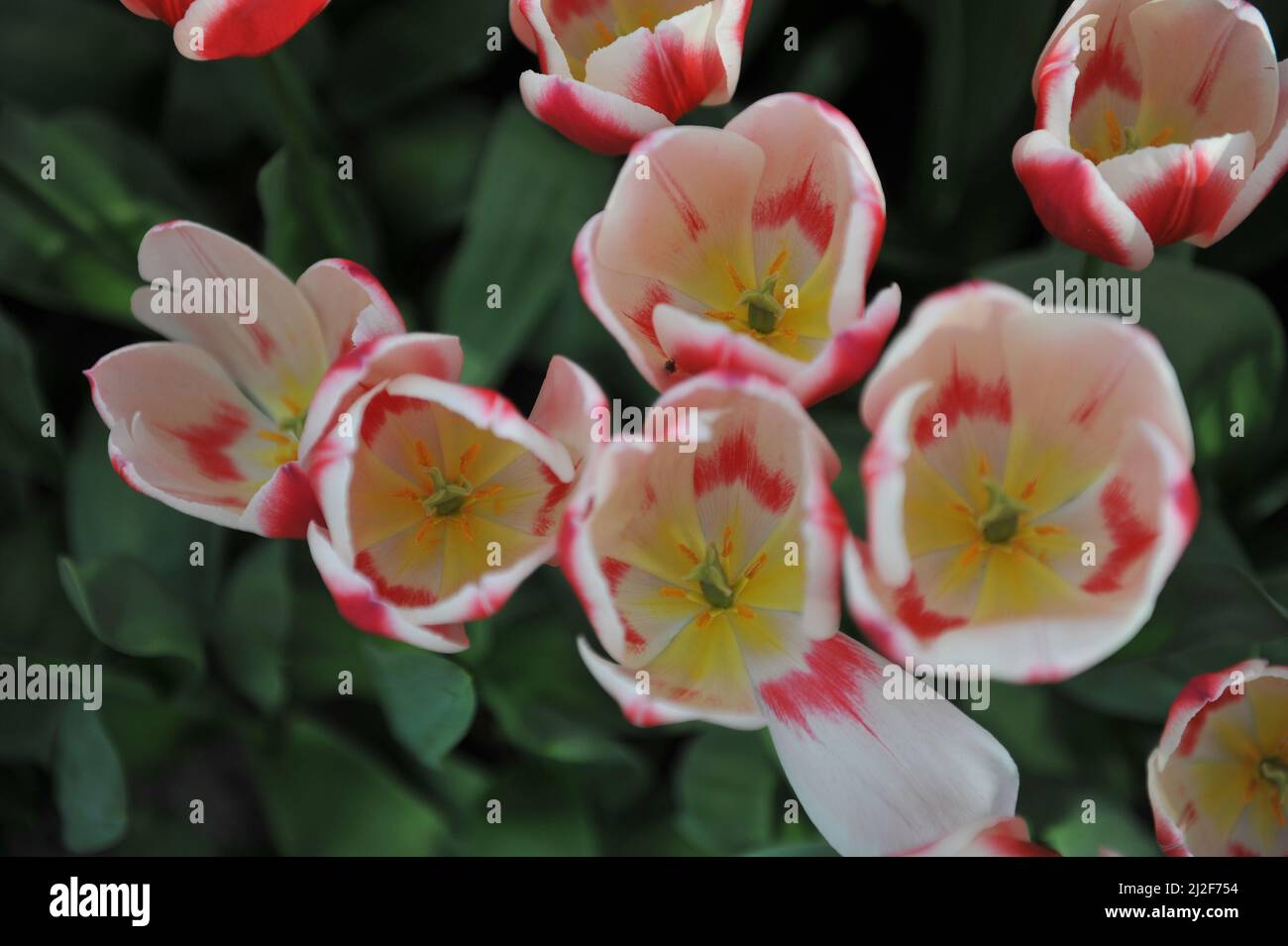 Rot und weiß Darwin Hybride Tulpen (Tulipa) Candy Apple Delight blühen im März in einem Garten Stockfoto
