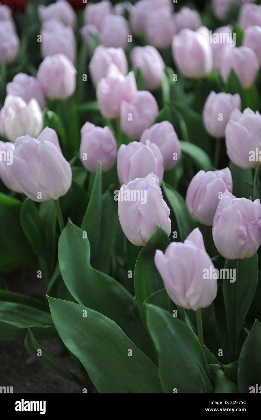 Weicher Flieder-Schleier einzelne frühe Tulpen (Tulipa) Candy Prince blühen im März in einem Garten Stockfoto