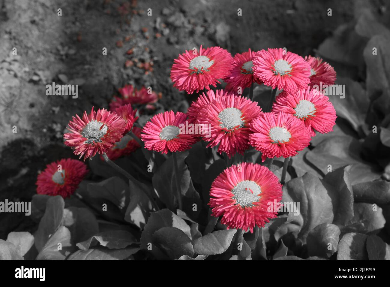 Englische Gänseblümchen auf grauem Hintergrund. Stockfoto