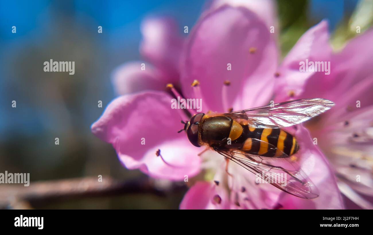 Wunderschöne Fliegen auf rosa Blüten Hover-Fliegen, auch Blumenfliegen oder Syrphidae genannt, bilden die Insektenfamilie Syrphidae Stockfoto