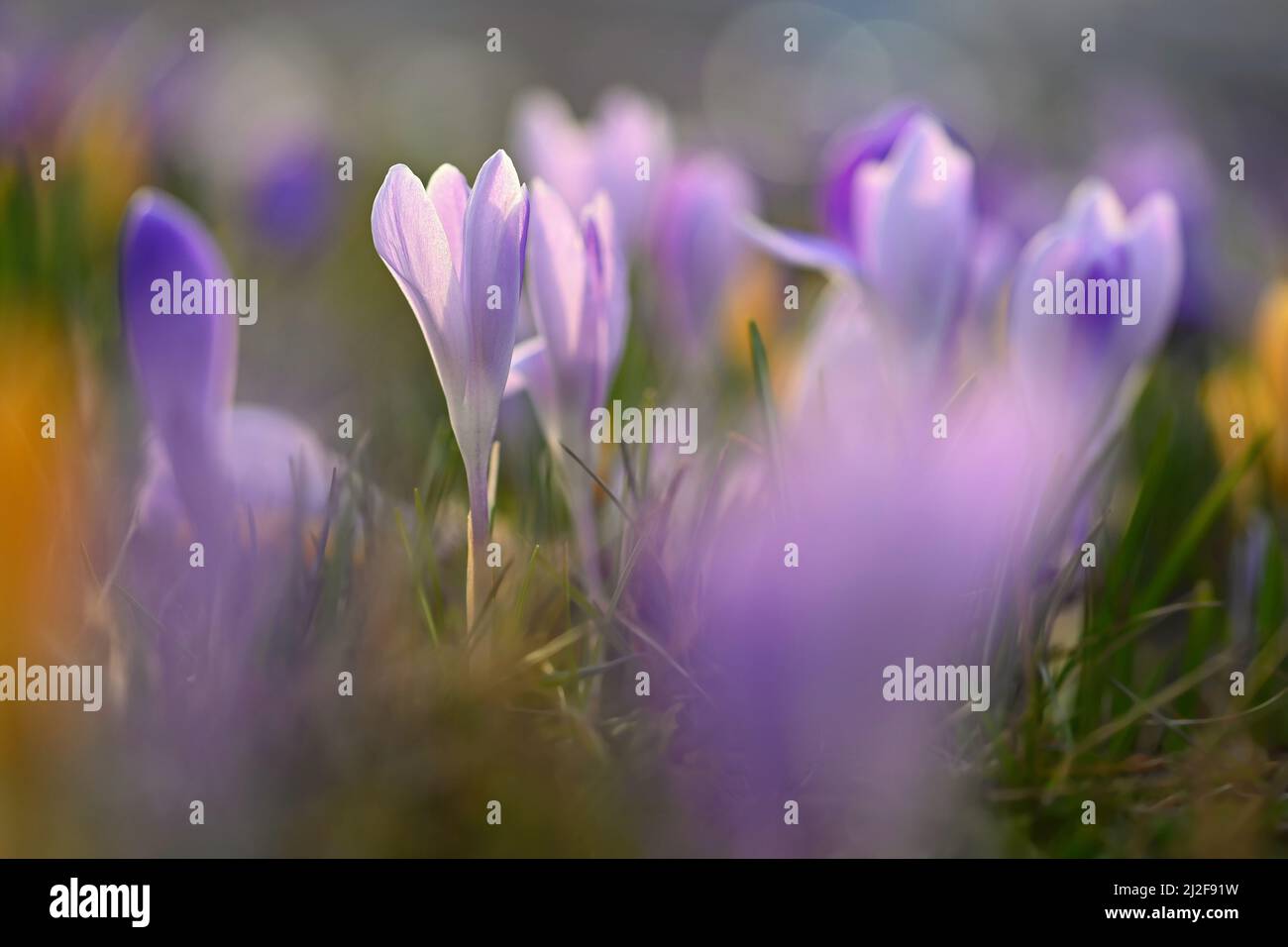 Frühling Hintergrund mit Blumen. Natur und zartes Foto mit Details von blühenden bunten Krokussen im Frühling. (Crocus Vernus) Stockfoto