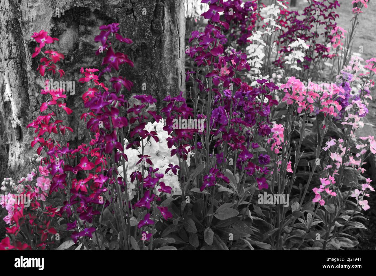 Bunte Stock Blumen blühen im Garten. Stockfoto