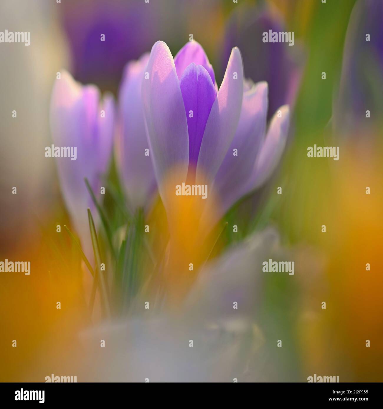 Frühling Hintergrund mit Blumen. Natur und zartes Foto mit Details von blühenden bunten Krokussen im Frühling. (Crocus Vernus) Stockfoto