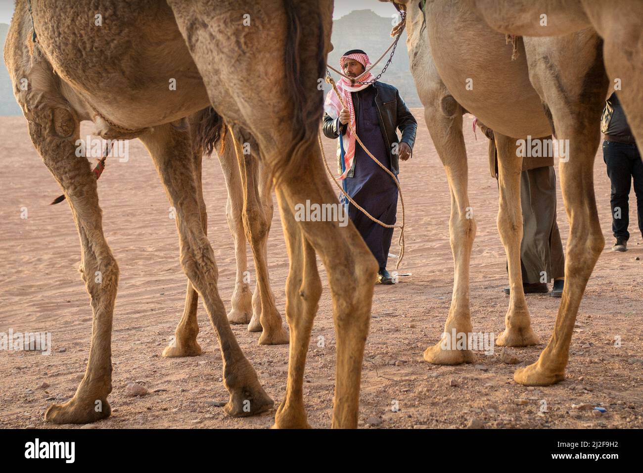 Beduine mit seinen Dromedaren, Wadi Rum Desert, Jordanien Stockfoto