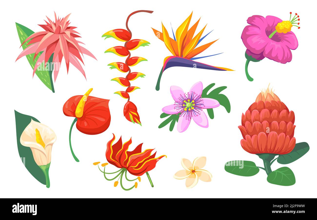 Helle hawaiianische exotische Blumen flache Bilder für Web-Design gesetzt. Cartoon Magnolia, Orchidee und Dschungel Garten isoliert Vektor Illustration Sammlung. S Stock Vektor