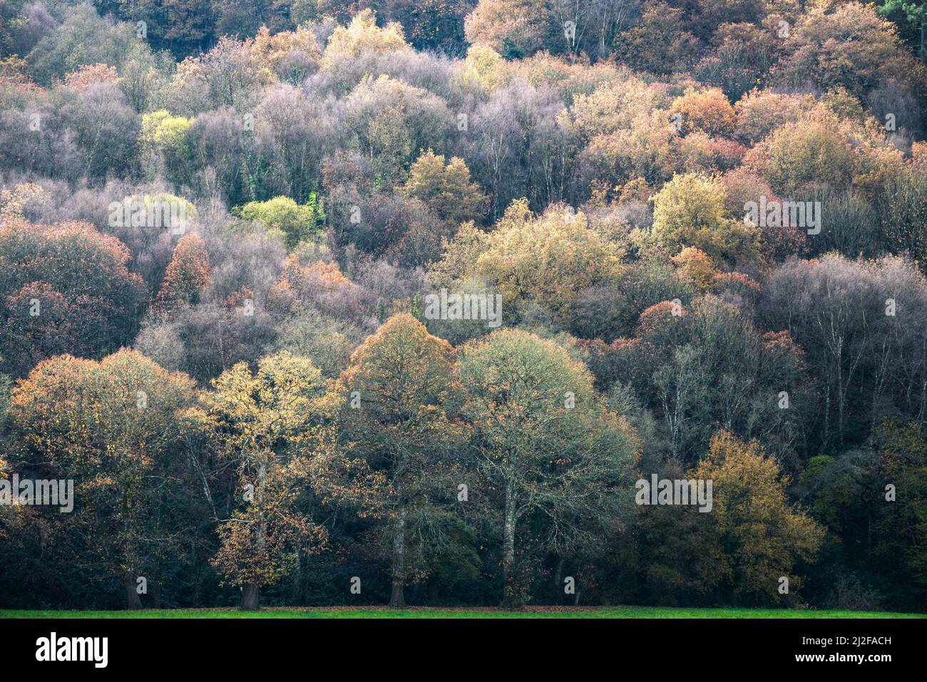 Ein Eichenwald im Herbst am Rande einer Wiese in Paradela Galicia Stockfoto