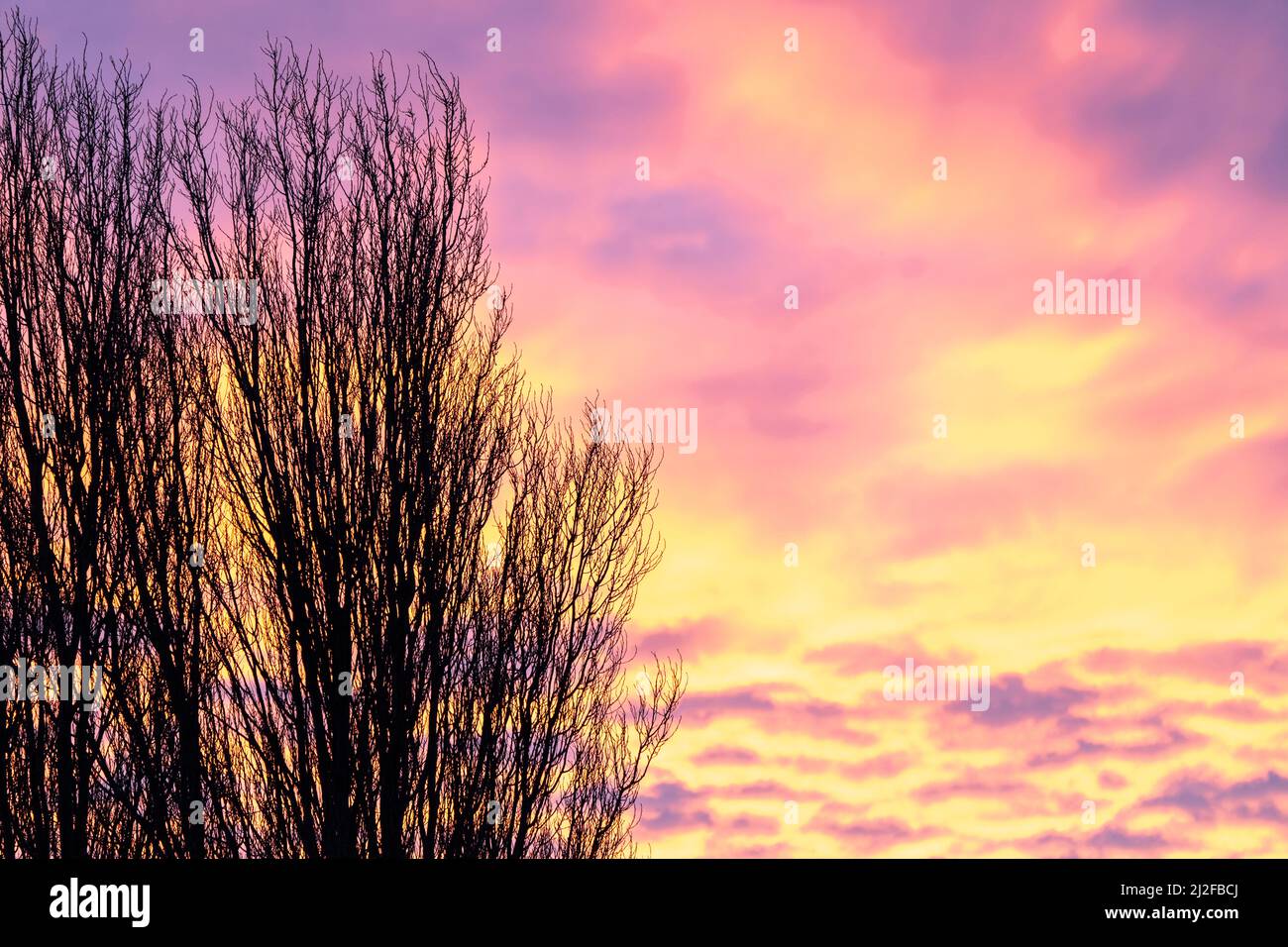 Nahaufnahme der Äste eines Pappelbaums im Winter, die während der Dämmerung gegen einen verdunkelten gelben und purpurnen Himmel geschildet wurden. Stockfoto