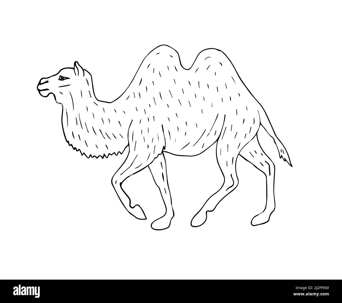 Vektor handgezeichnete Skizze baktrian zwei bucked Kamel isoliert auf weißem Hintergrund Stock Vektor