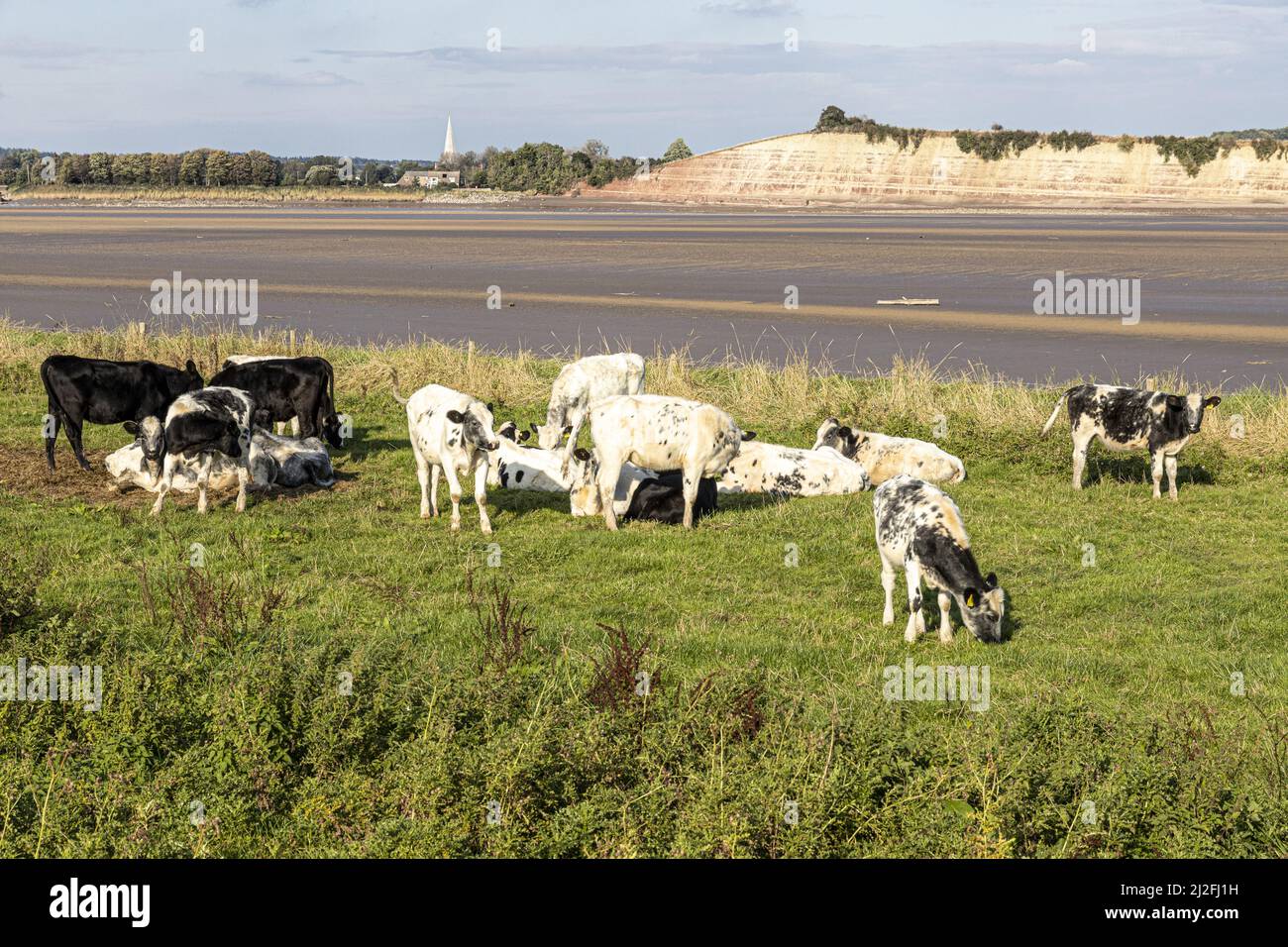Kühe grasen am Fluss Severn (bei Ebbe) in Arlingham, Gloucestershire, England Großbritannien - Westbury Garden Cliff liegt am anderen Ufer. Stockfoto