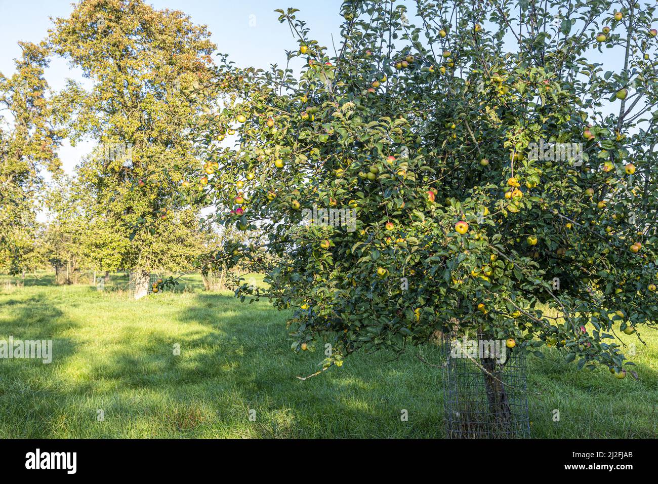 Äpfel reifen im Herbst in einem alten Obstgarten im Dorf Arlingham in Gloucestershire, England Stockfoto