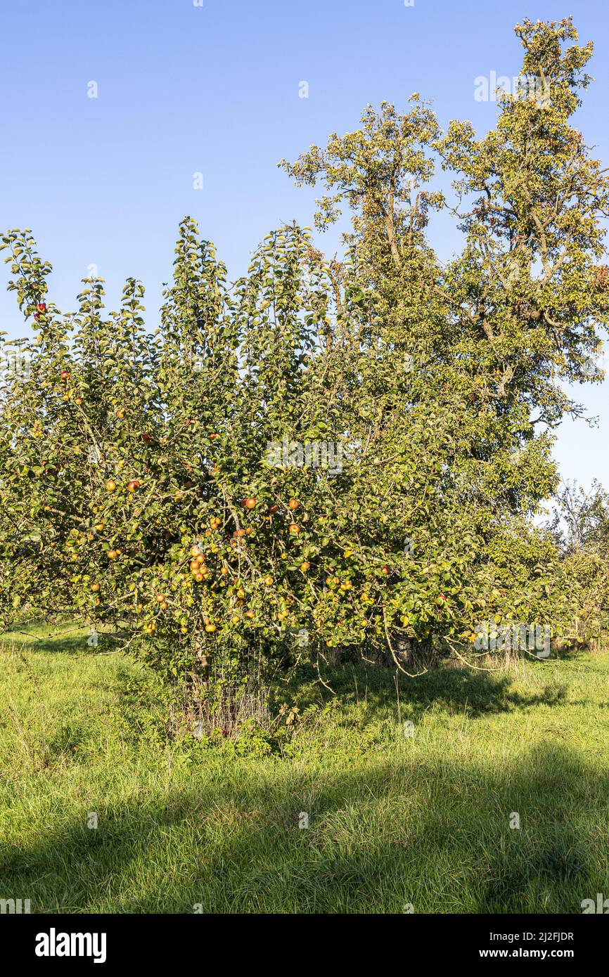 Äpfel reifen im Herbst in einem alten Obstgarten im Dorf Arlingham in Gloucestershire, England Stockfoto