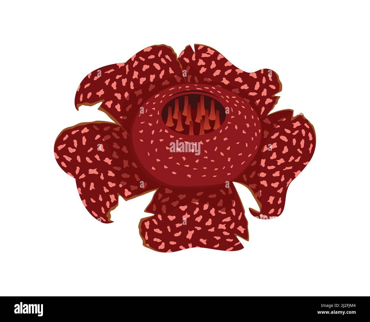 Detaillierte Rafflesia arnoldii die indigene Flora nach Indonesien lllustration Vektor Stock Vektor