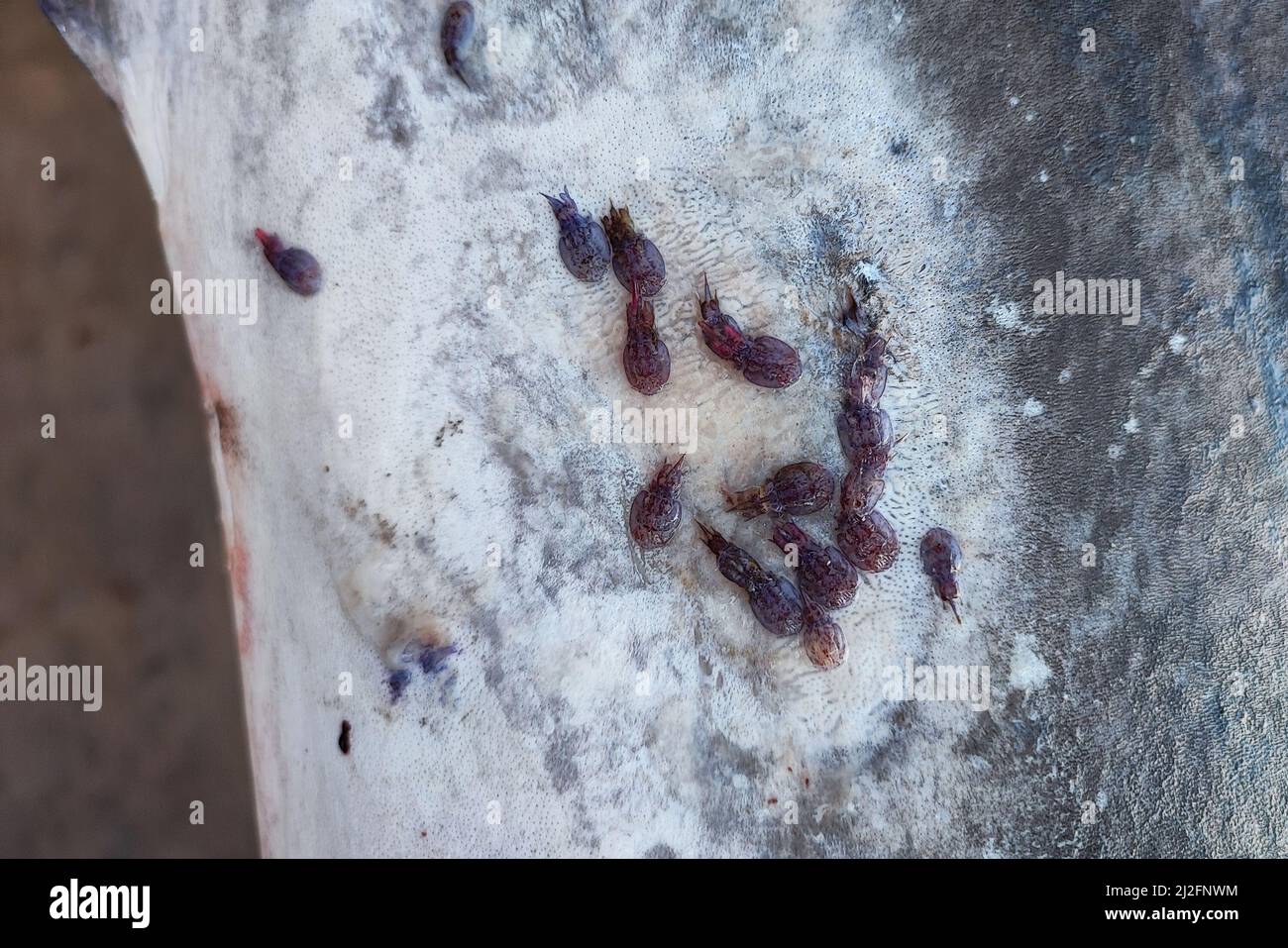 Schwertfisch externe Parasiten auf der Haut Detail Stockfoto