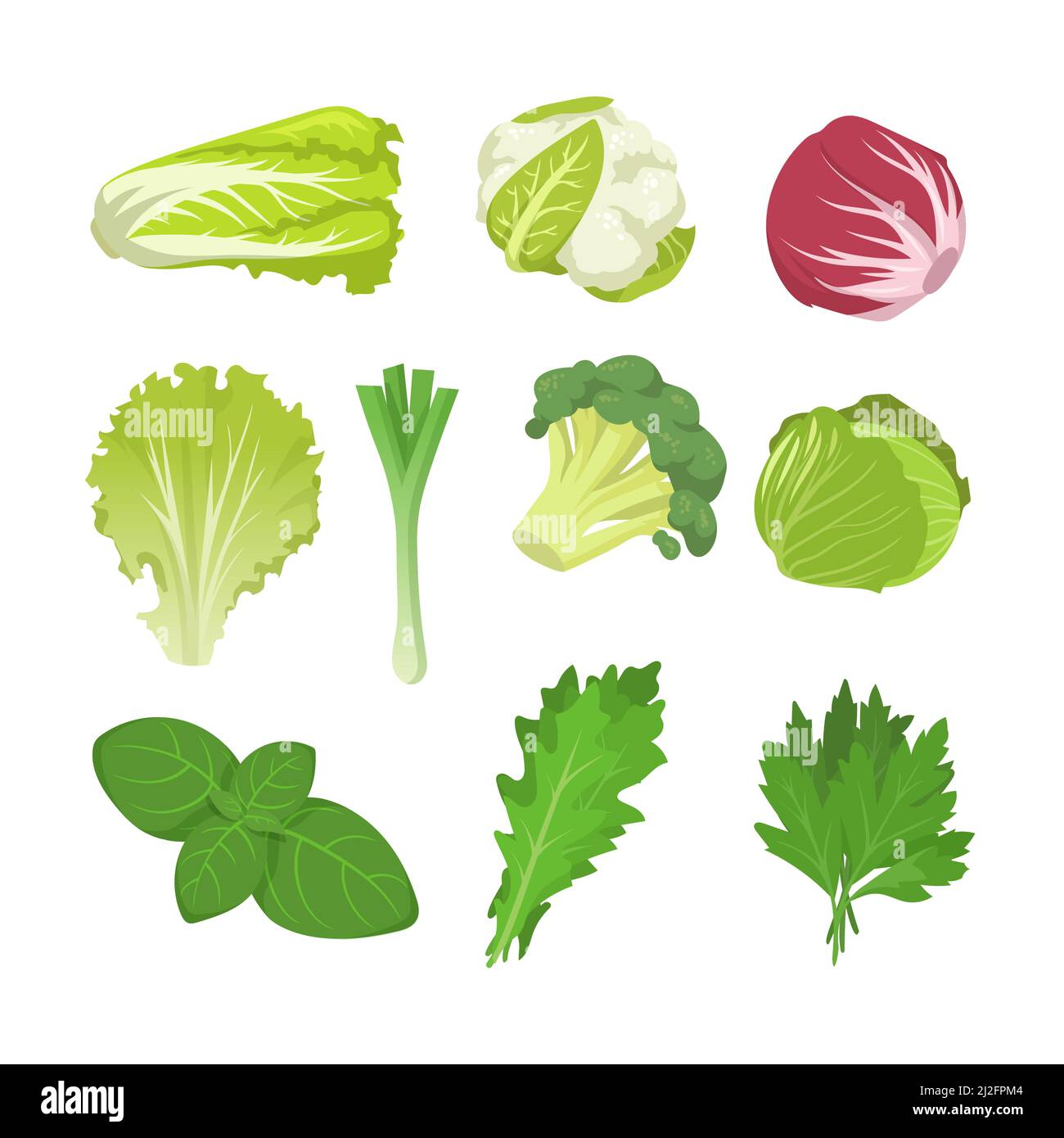 Salat- und Kohlarten-Set. Spinatblätter, Salat, Endive, roter Grünkohl, Romaine isoliert auf Weiß. Vektor-Illustration für Bio-Lebensmittel, gesunde Ernährung Stock Vektor