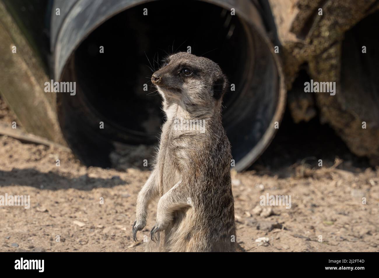 Ein Erdmännchen - Suricata suricatta - oder suricate, in Alarmbereitschaft im Screech Owl Sanctuary, Cornwall, Großbritannien. Stockfoto