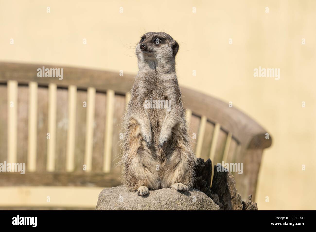 Ein Erdmännchen - Suricata suricatta - oder suricate, in Alarmbereitschaft im Screech Owl Sanctuary, Cornwall, Großbritannien. Stockfoto