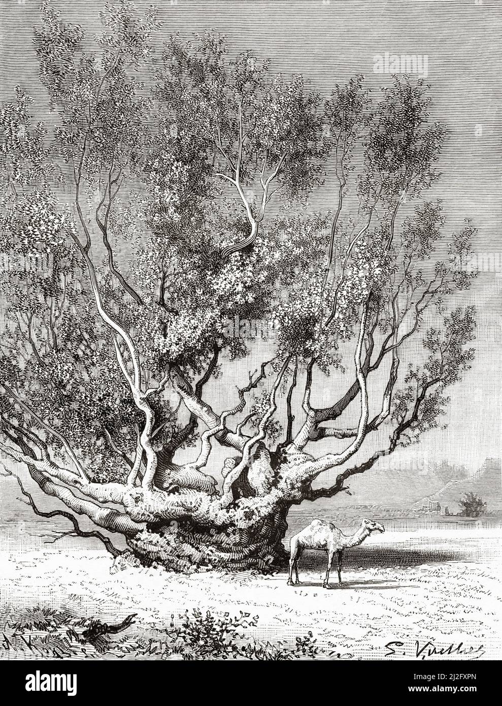 Einsamer Akazienbaum und Kamel in der Nähe von Hail, Saudi-Arabien. Wallfahrt nach Nedjed, Wiege der arabischen Rasse von Lady Anna Blunt 1878-1879, Le Tour du Monde 1882 Stockfoto