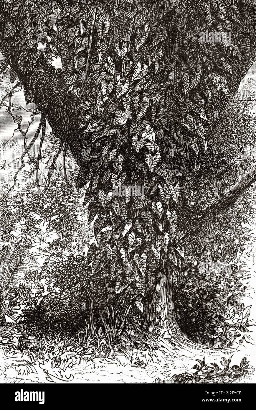 Philodendron (Philodendron oxycardium) Südamerika. Entdeckungsreise durch New Granada und Venezuela von Jules Crevaux 1880-1881. Le Tour du Monde 1882 Stockfoto