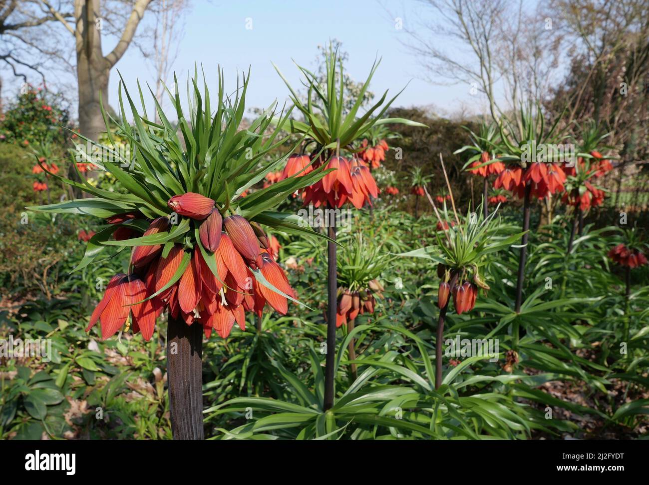 Blumenbeet mit orangen Fritillarblüten in voller Blüte im Frühling Stockfoto