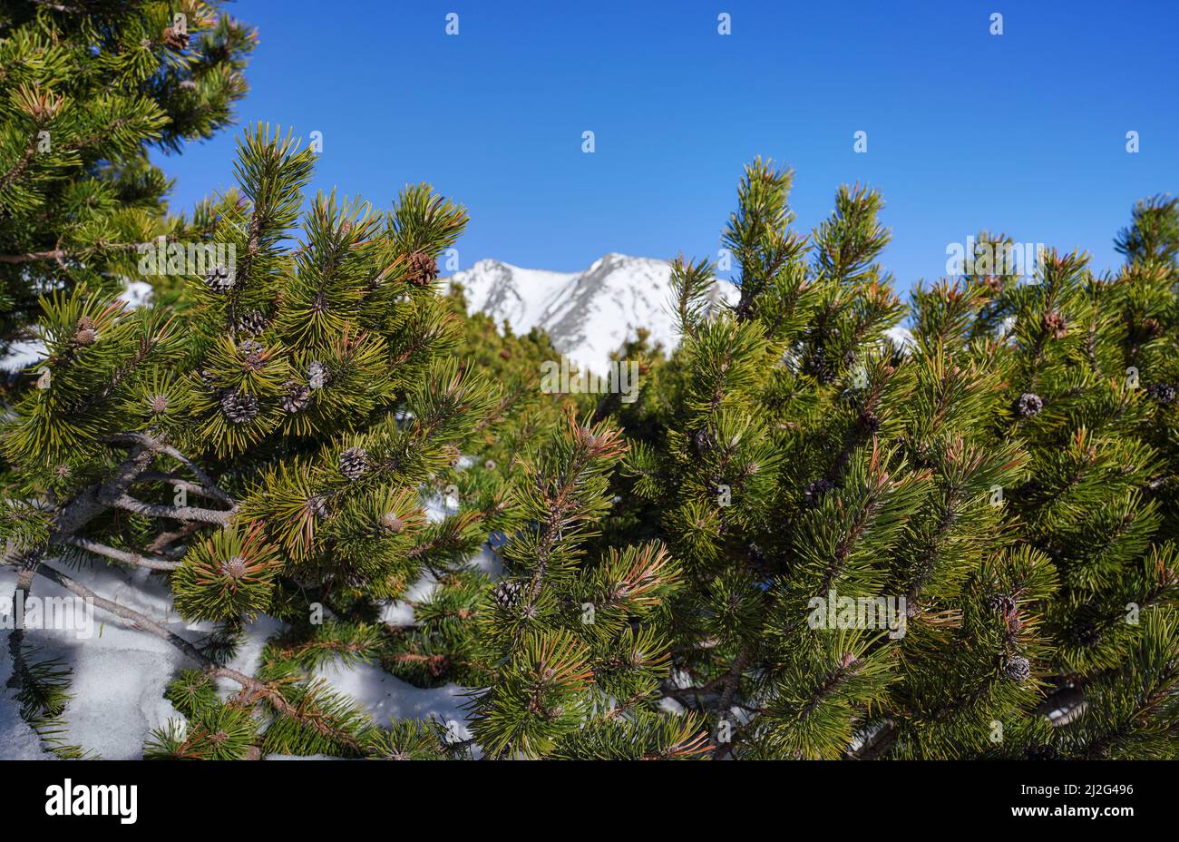 Sonne scheint zu niedrigen Nadelsträuchern - Zwergkiefer - mit einigen Zapfen auf Ästen, verschwommenen schneebedeckten Bergen und klarem Himmel über dem Hintergrund Stockfoto