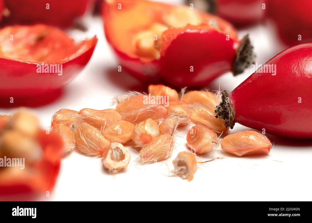Hagebutten ( Rosa Canina Fruits ), halbiert Samen sichtbar Makro Nahaufnahme Detail, isoliert auf weißem Hintergrund Stockfoto