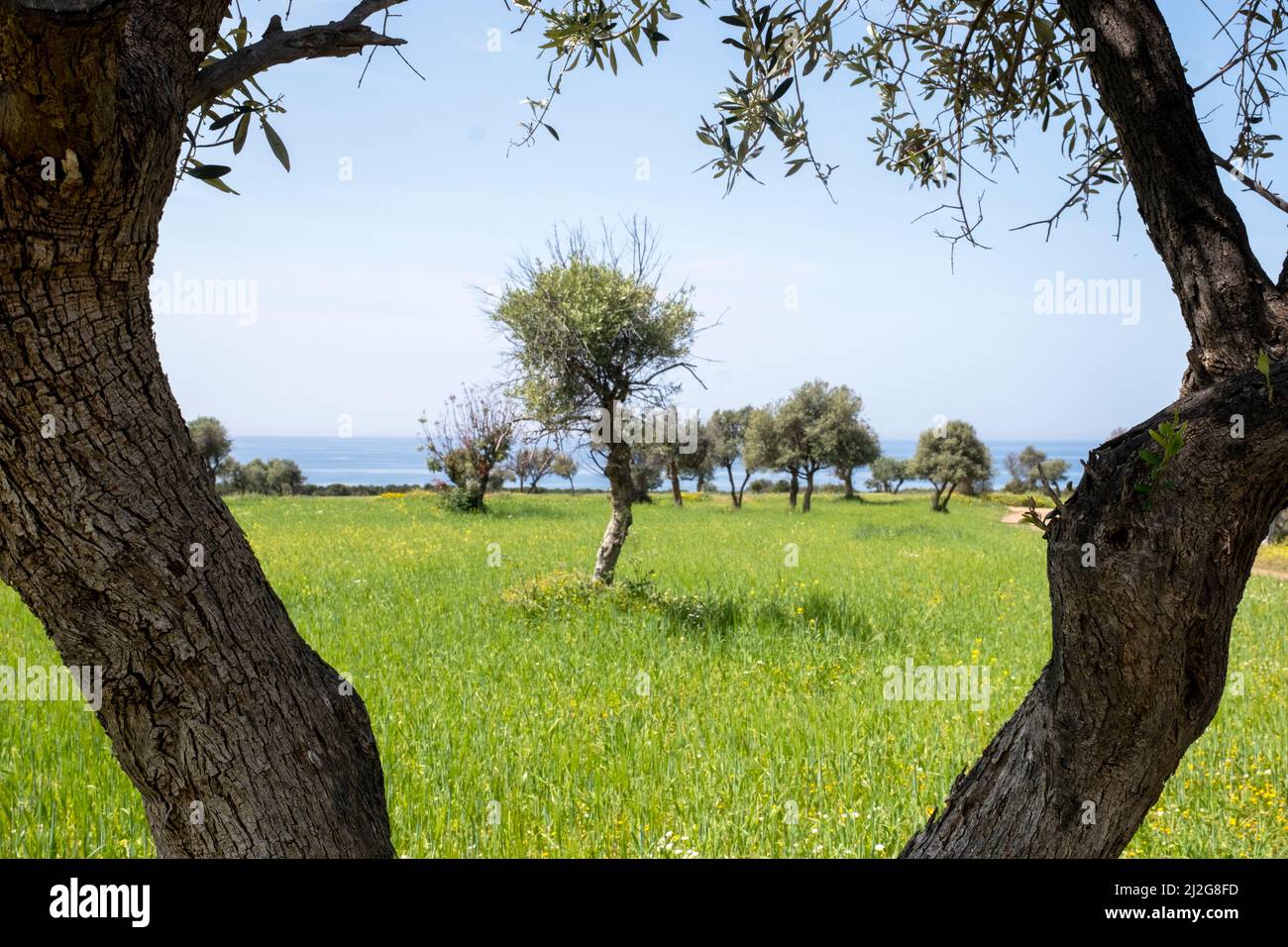 Olivenbäume in einer Frühlingswiese auf dem Akamas Nationalpark, Republik Zypern. Stockfoto