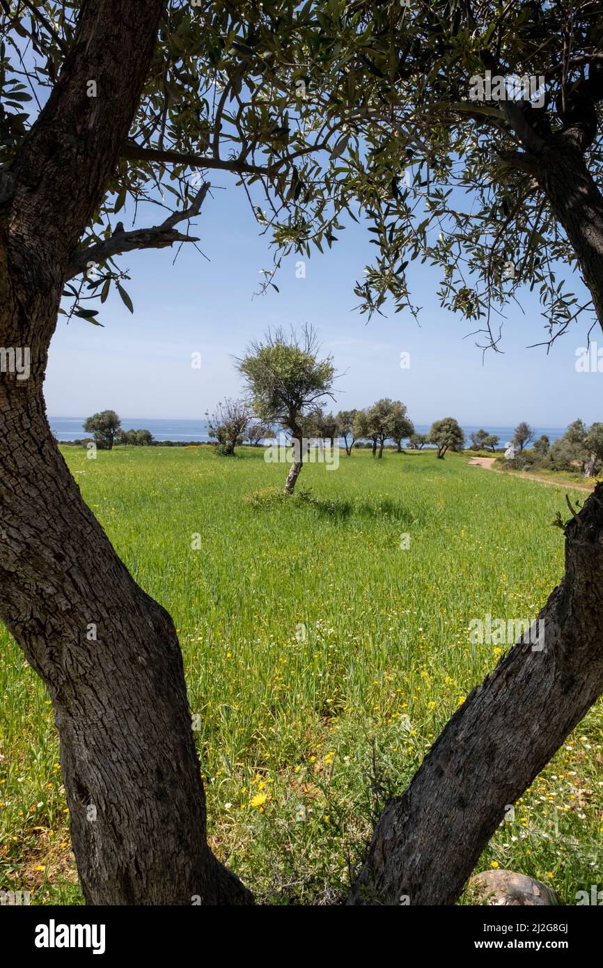 Olivenbäume in einer Frühlingswiese auf dem Akamas Nationalpark, Republik Zypern. Stockfoto