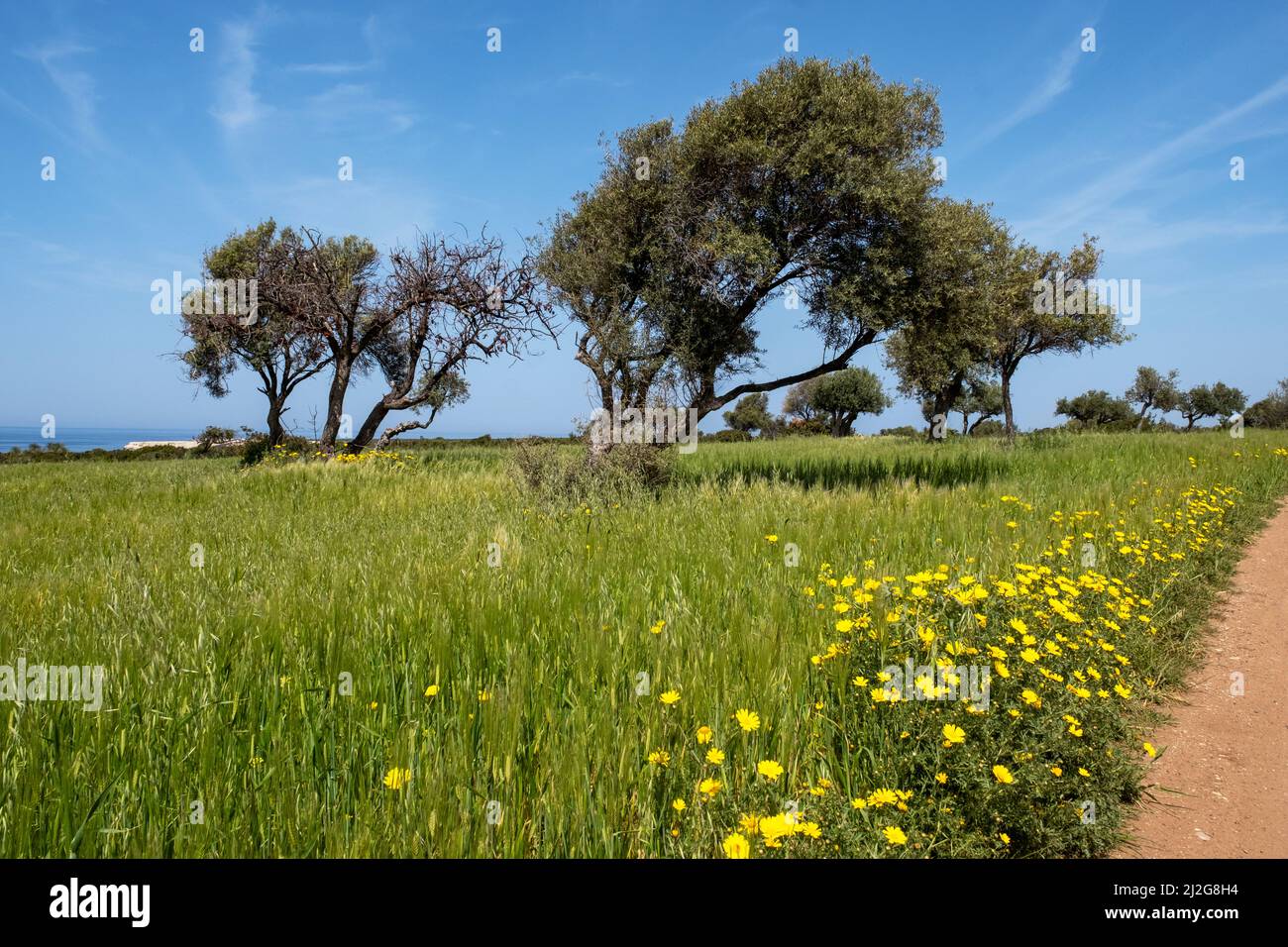 Ein Teppich aus Krondaisien (Glebionis coronaria), der im Akamas Nationalpark, Republik Zypern, blüht. Stockfoto