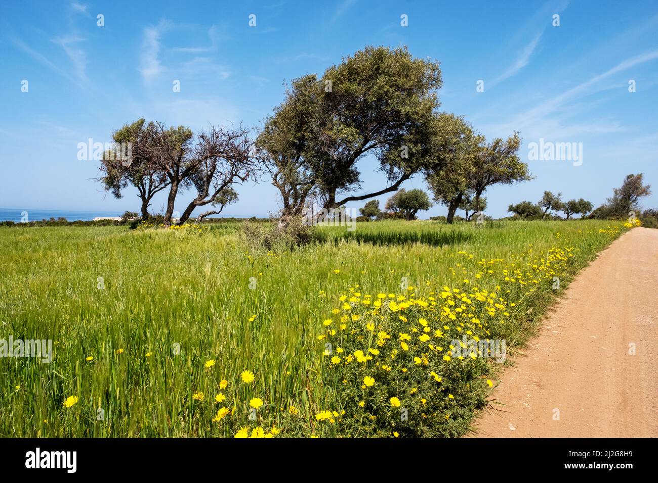 Ein Teppich aus Krondaisien (Glebionis coronaria), der im Akamas Nationalpark, Republik Zypern, blüht. Stockfoto