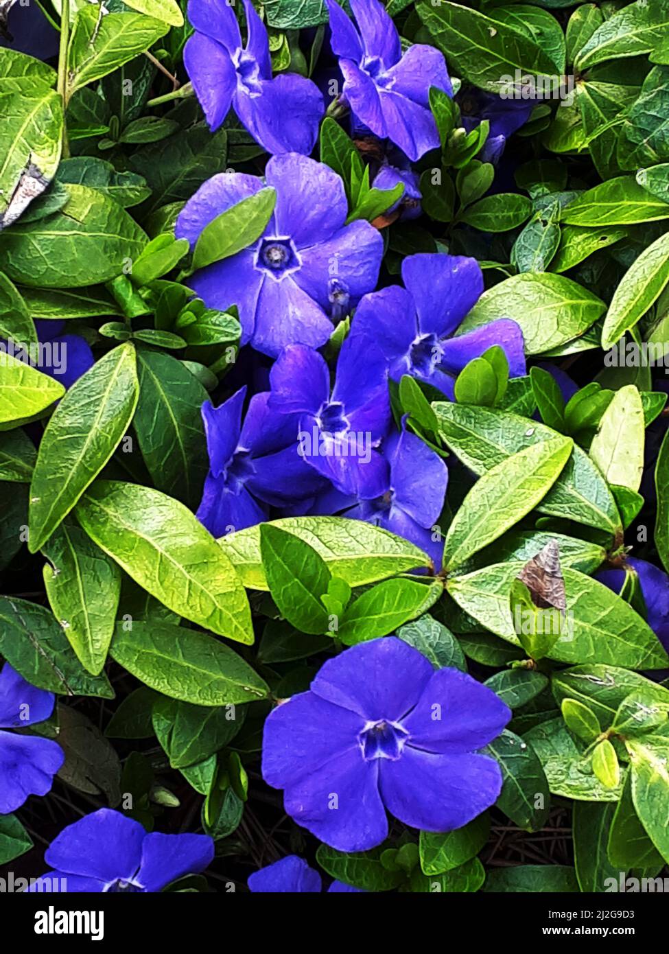 Die gewöhnliche Periwinkle oder Vinca Minor ist eine gute Bodenbedeckungspflanze im Garten, da sie Unkraut unterdrückt und ihre herrlichen blauen Blüten ein Bonus sind. Stockfoto Die gewöhnliche Periwinkle oder Vinca Minor ist eine gute Bodenbedeckungspflanze im Garten, da sie Unkraut unterdrückt und ihre herrlichen blauen Blüten ein Bonus sind. Stockfoto