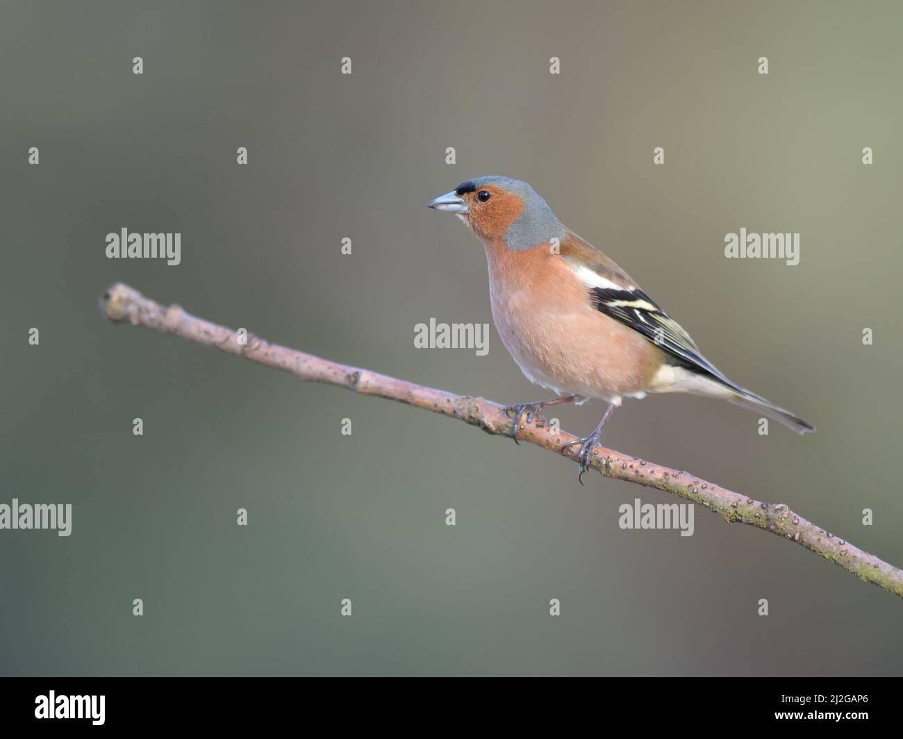 Ein schöner Fink auf einem Ast in einem Wald Stockfoto