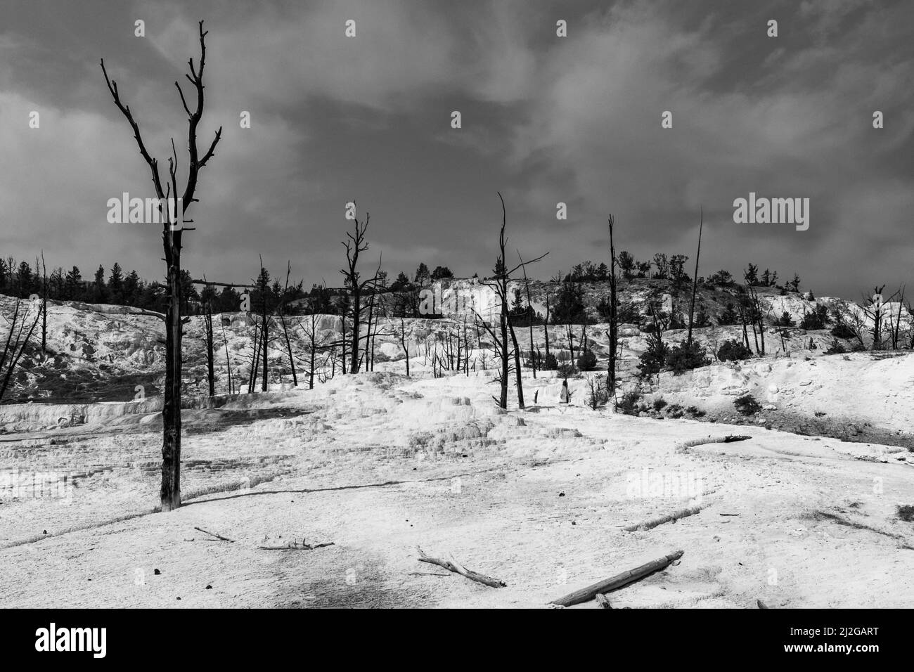 Die Sommersonne scheint auf den Terrassen der Mammoth Hot Springs im Yellowstone National Park Stockfoto