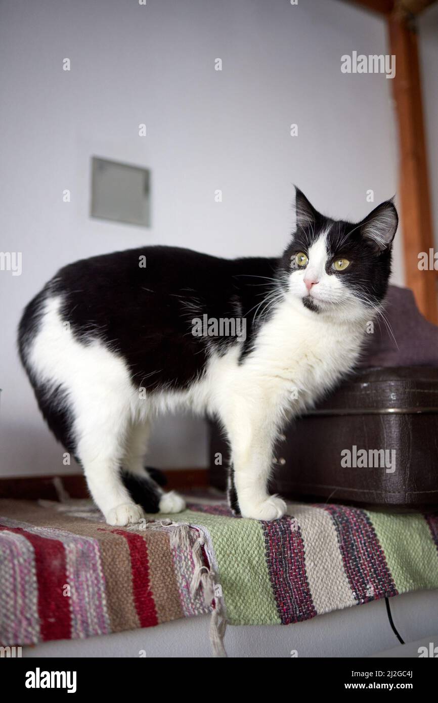 Junge weiße Katze sitzt bequem auf einer Gummimatte. Auf dem Boden des Hauses Draufsicht auf British Short Hair in silbernem Blauton liegend und seitlich Stockfoto