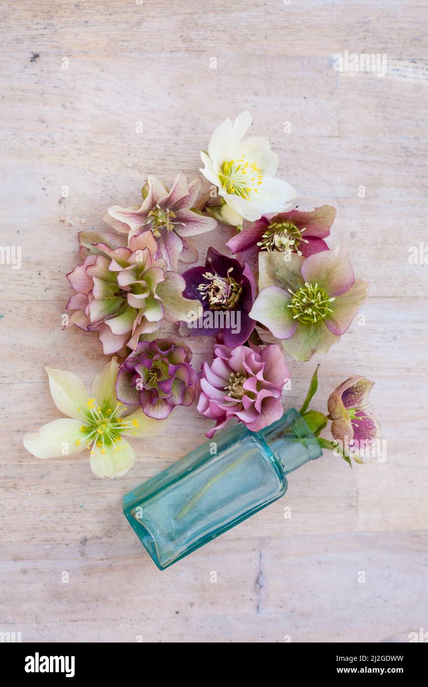 Eine Keramikschale und eine rustikale blaue Flasche mit schönen rosa und weißen Hellebore auf einem Holztisch Stockfoto