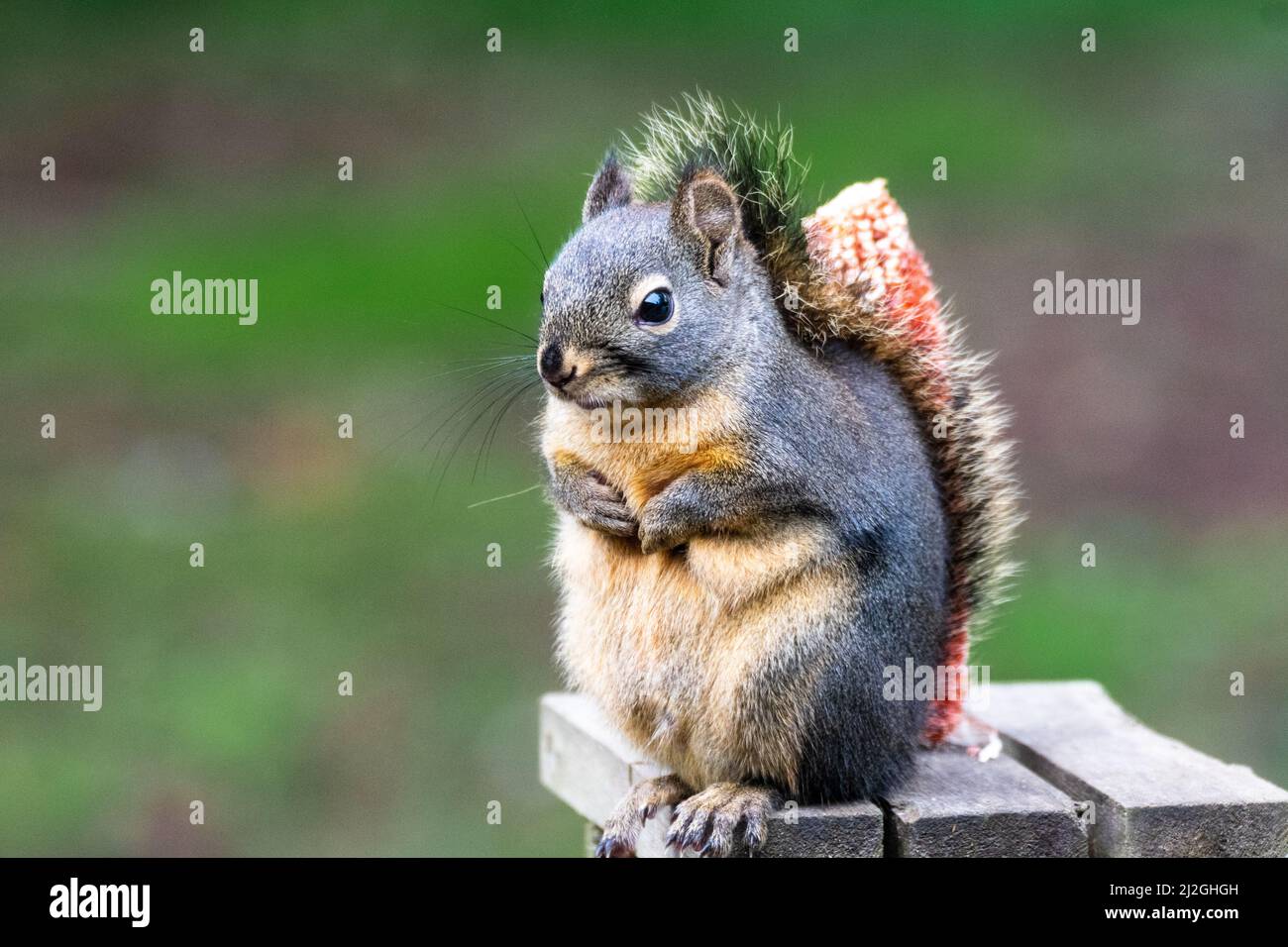 Liebenswert Douglas Squirrel, Whidbey Island, Washington Stockfoto