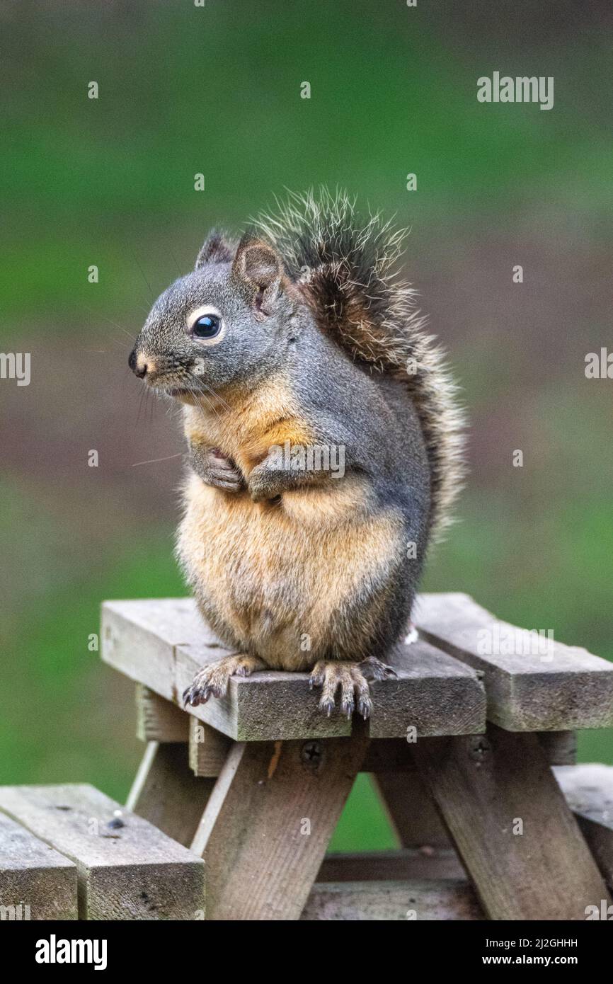 Liebenswert Douglas Squirrel, Whidbey Island, Washington Stockfoto