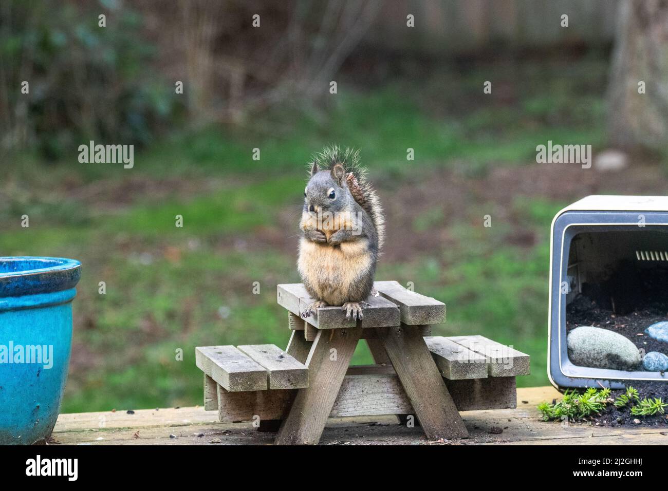 Liebenswert Douglas Eichhörnchen sitzt am Feeder, Whidbey Island, Washington Stockfoto