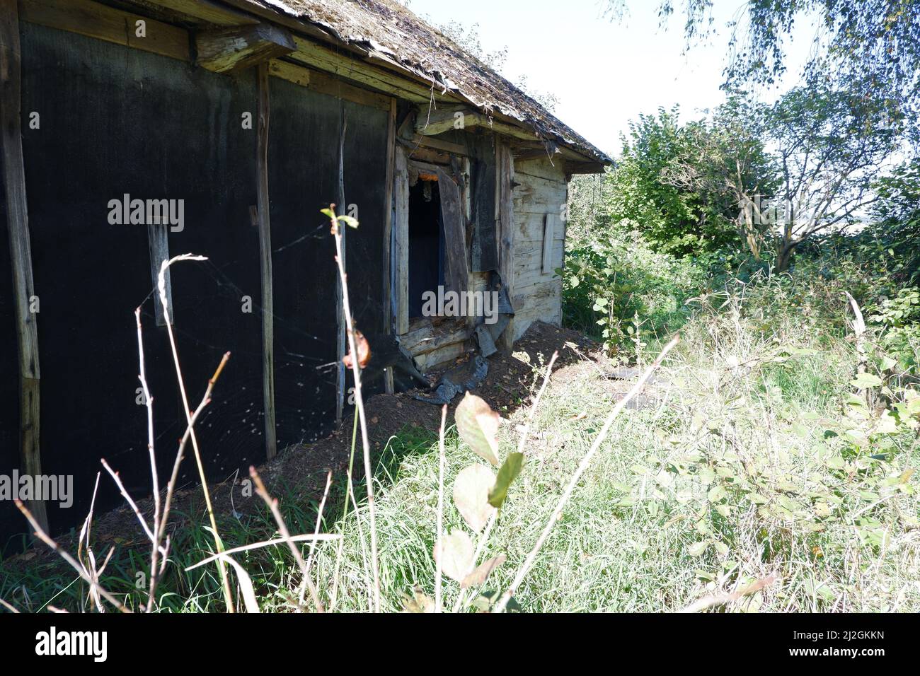 Ein verfallenes verlassenes Bauernhaus, das mit Gras und Bäumen überwuchert ist Stockfoto