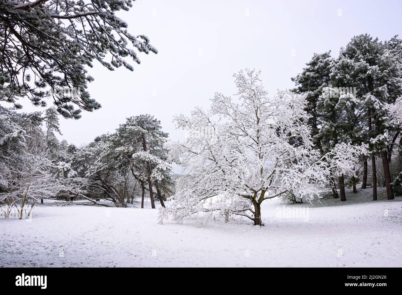 Nach frischem Schneefall bedeckte ein Baum in einem Park den Schnee Stockfoto