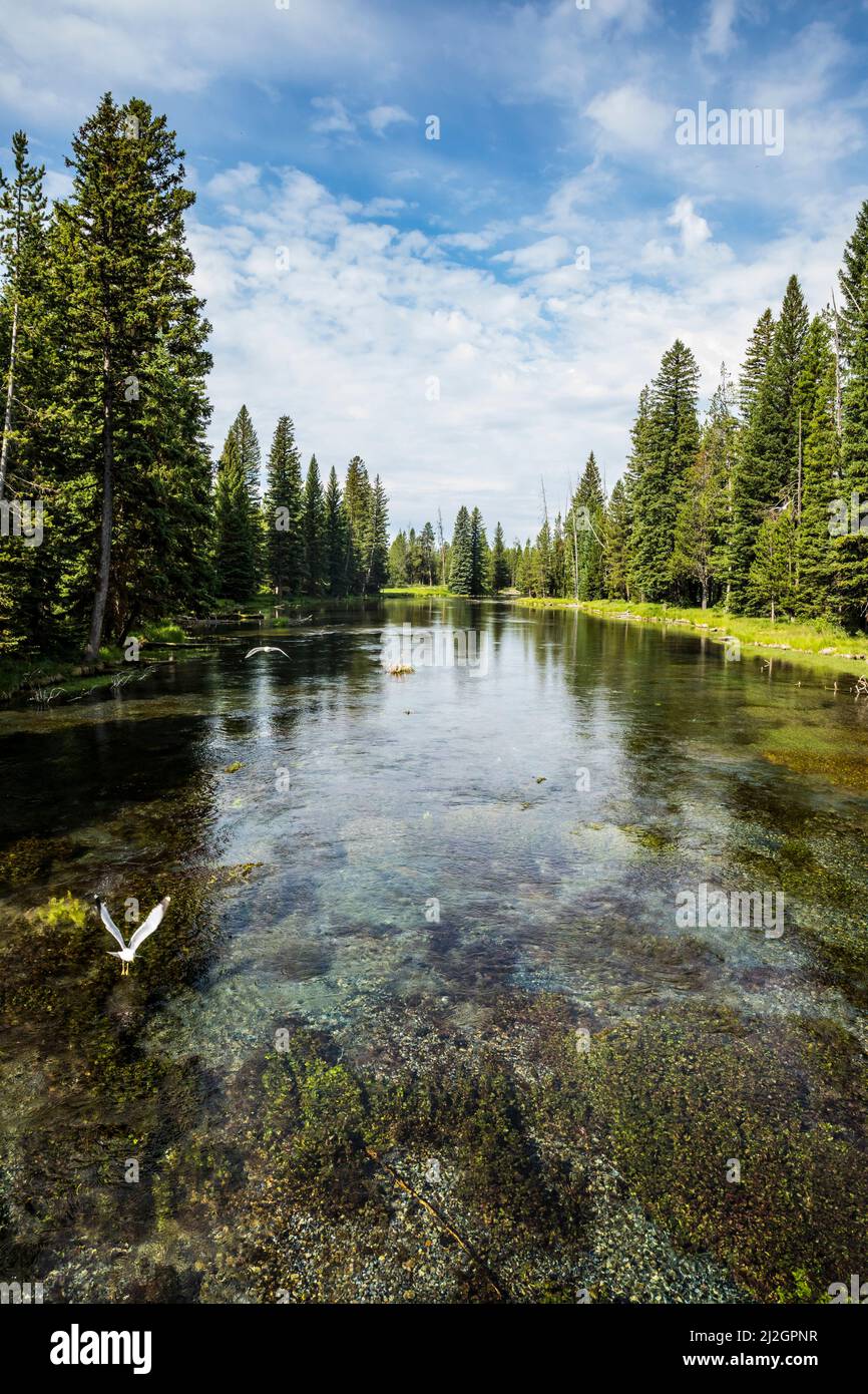 Möwen fliegen den Fluss hinauf an dem Punkt, an dem Big Spring in die Henrys Fork des Snake River, Idaho, übergeht. Stockfoto