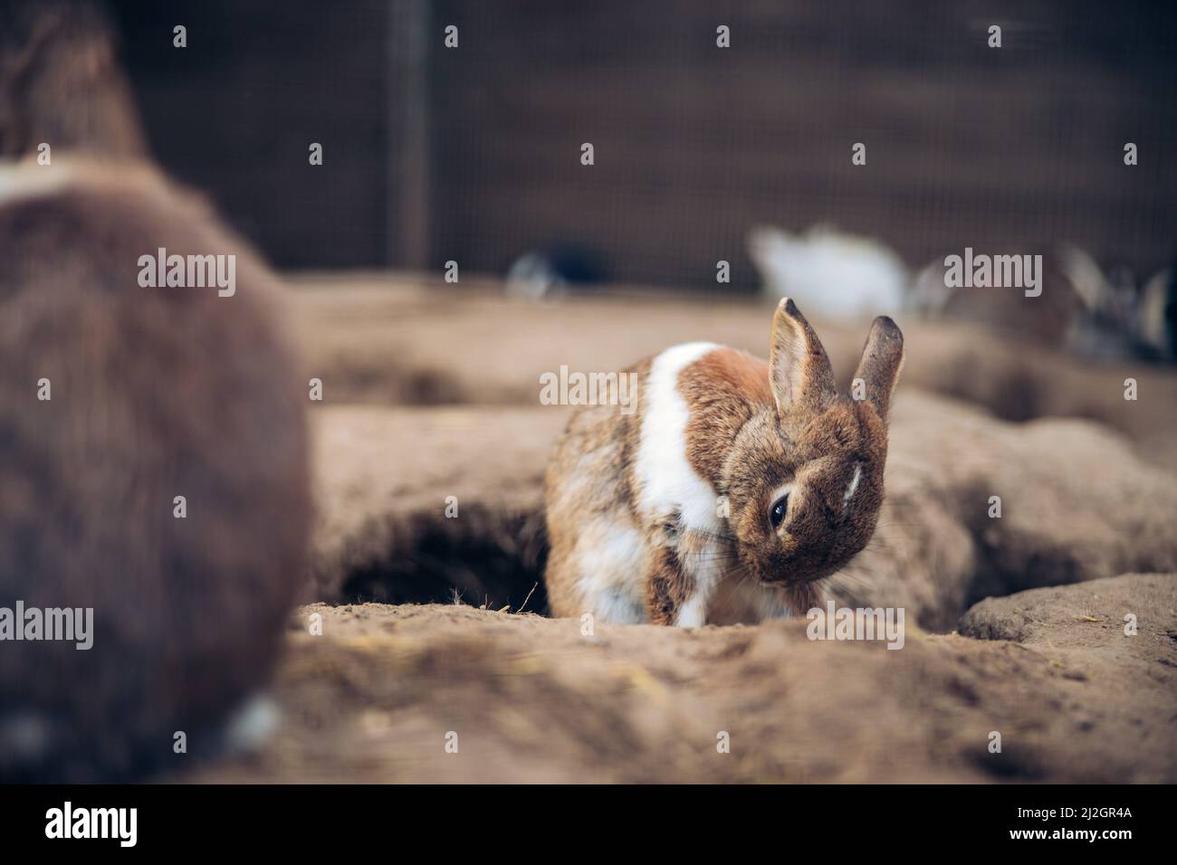 Liebenswert braun Kaninchen Reinigung selbst. Teenager braun Hase Reinigung seiner Flusen Pelz Löcher im Boden. Hochwertige Fotos Stockfoto