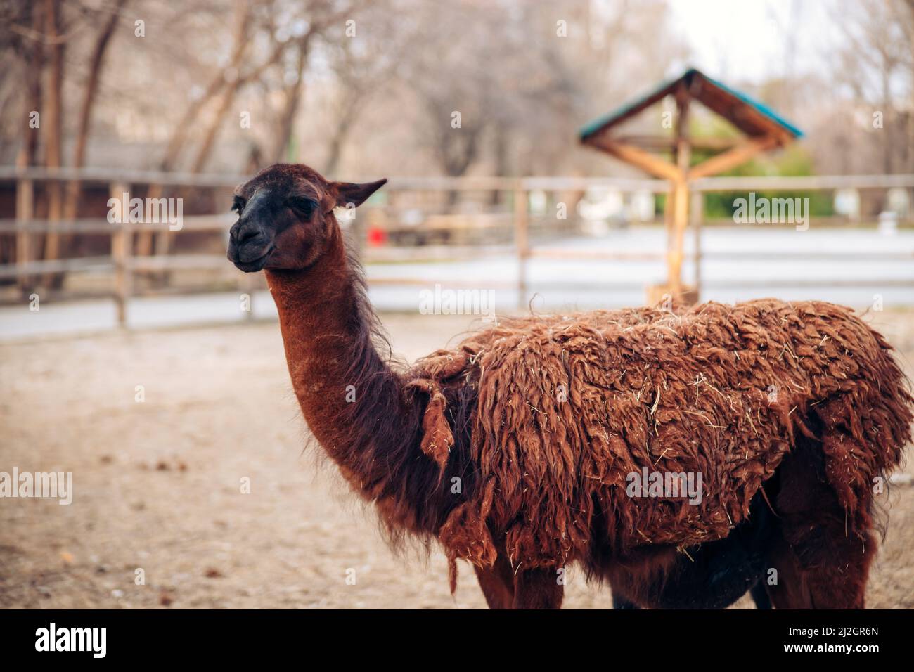 Ein süßes braunes Lama in einem Zoo-Park. Ein flauschiges Tiersäugetier. Ähnlich einer Alpaka. Hochwertige Fotos Stockfoto