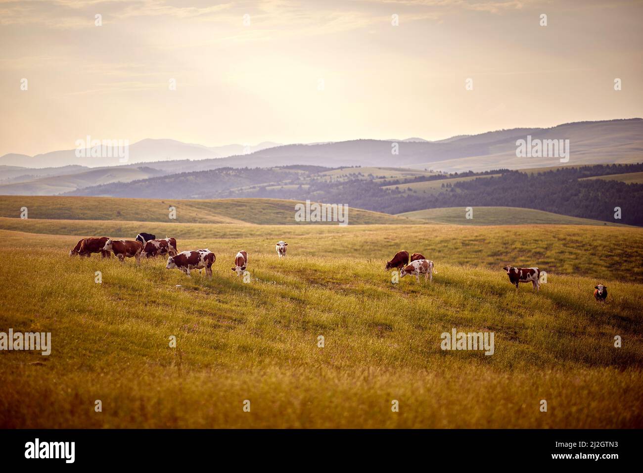 Schöne Aussicht auf Kühe, die an einem schönen sonnigen Tag auf der Wiese grasen. Landschaft, Natur, Aussicht Stockfoto