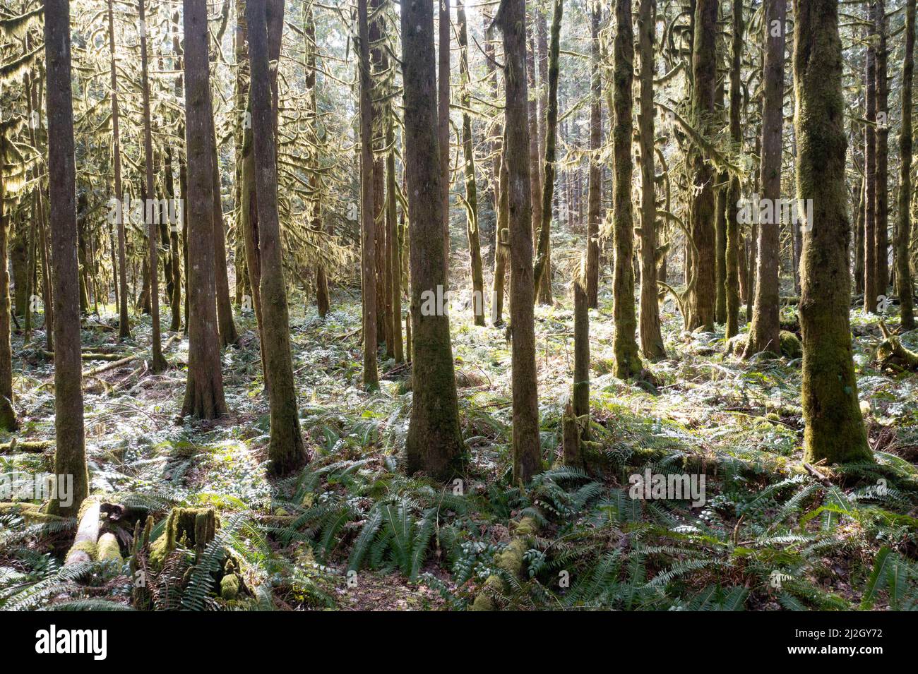 Sonnenlicht erhellt Moos und andere üppige epiphytische Pflanzen, während es einen gesunden, alten Regenwald in der Nähe von Mount Hood, Oregon, bedeckt. Stockfoto