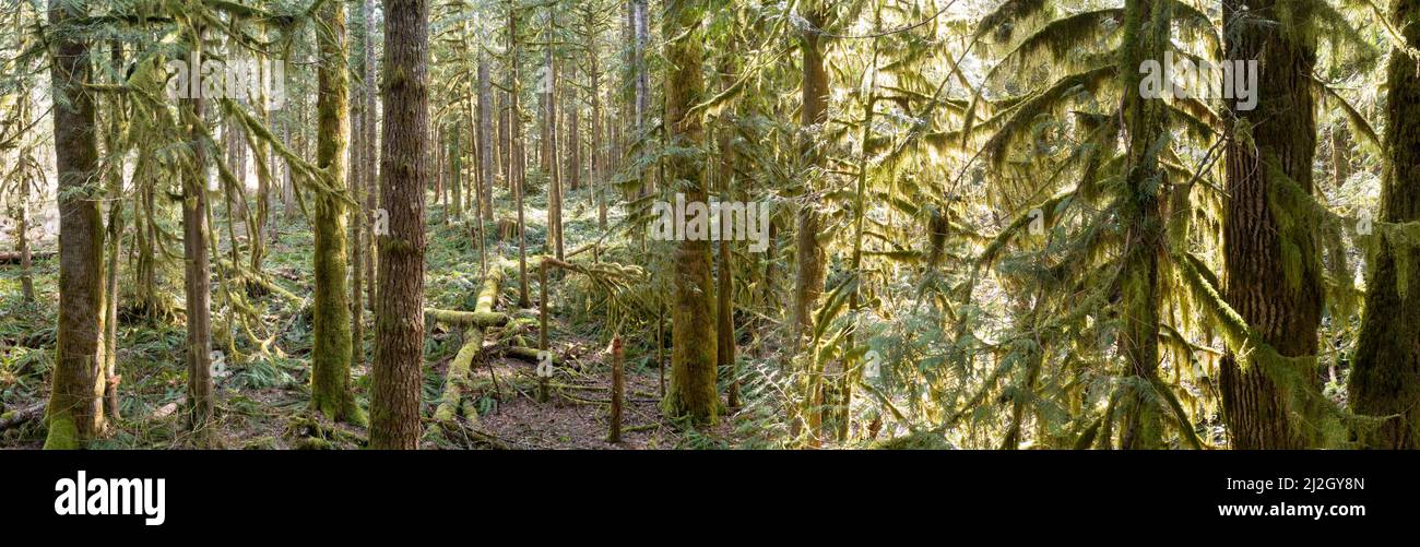 Sonnenlicht erhellt Moos und andere üppige epiphytische Pflanzen, während es einen gesunden, alten Regenwald in der Nähe von Mount Hood, Oregon, bedeckt. Stockfoto