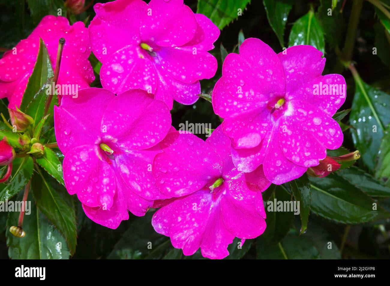 Impatiens x hybrida 'kräftige Rose Pink' - Balsam blüht im Frühherbst. Stockfoto