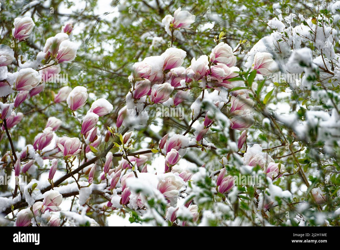 Magnolia liliiflora Betty Purpur Magnolie Winterhart im Winterlichen Garten. Magnolia Blüten im Schnee. Stockfoto