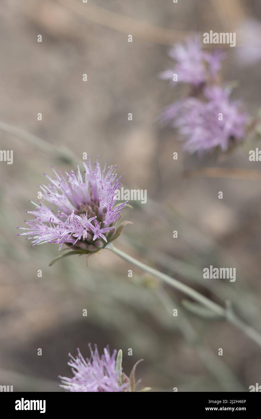 Blütenstände von Monardella Linoides, Lamiaceae, autochthone immergrüne Pflanze aus den Bergen von San Bernardino, im Sommer. Stockfoto