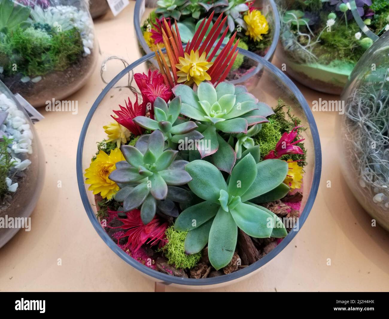 Sorten von winzigen Sukkulenten und Blumen im Inneren eines runden Glasterrariums Stockfoto